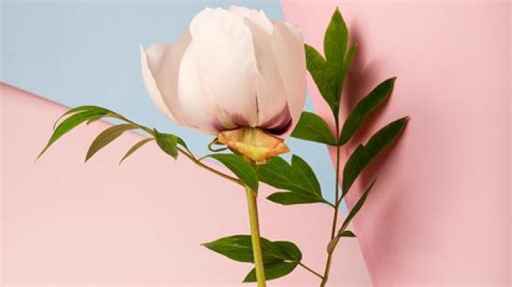 Are artificial flowers bad luck?