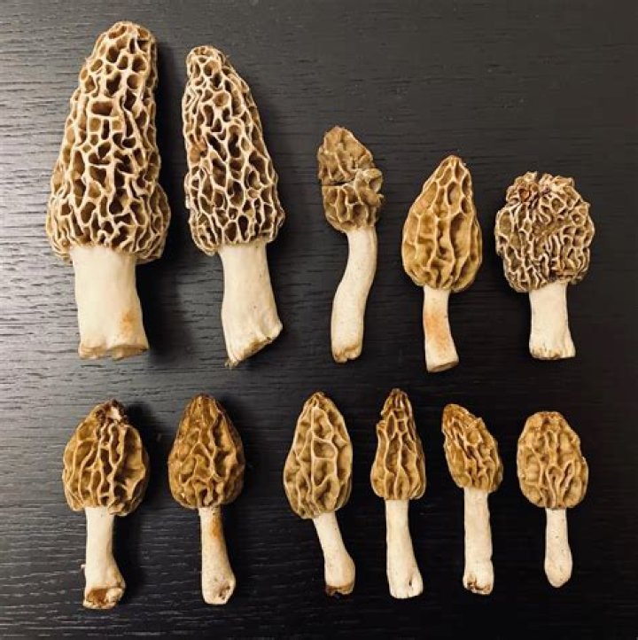 Are morels up yet 2021?