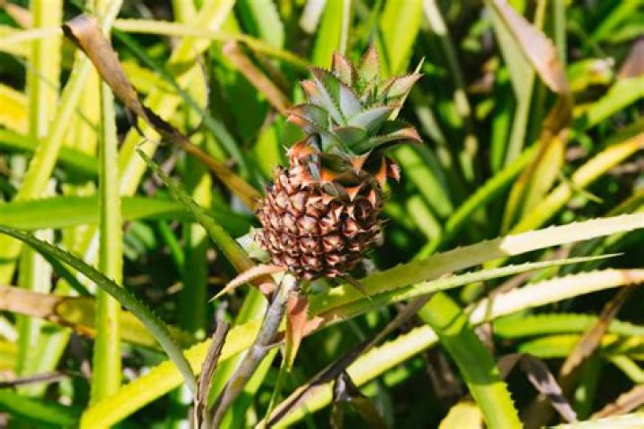 Are pineapples found in the rainforest?