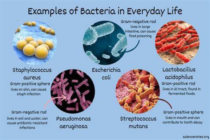 Can bacteria be found anywhere?