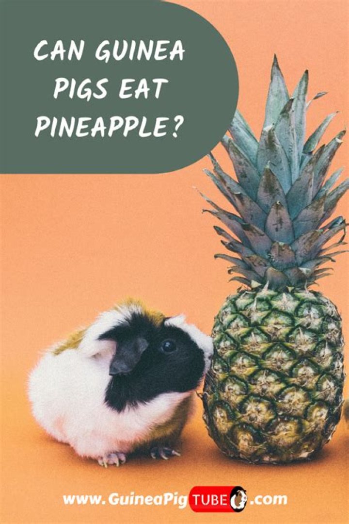 Can guinea pigs eat pineapple and pineapple skin?