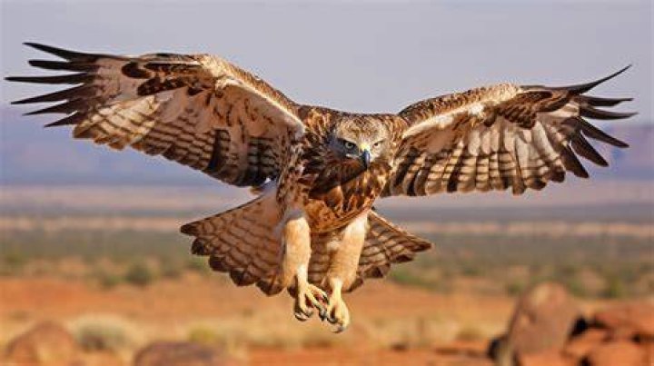 Can we pet an eagle?