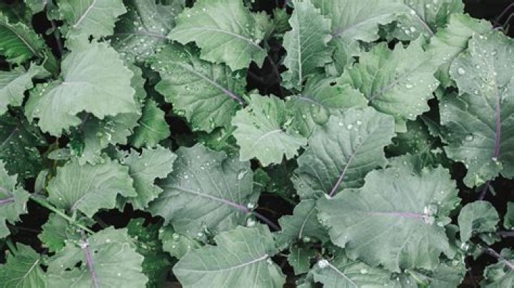 Can you harvest kohlrabi leaves?
