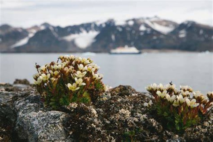 Can you live in the Arctic tundra?