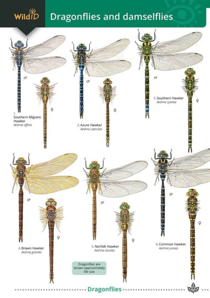 Do dragonflies die in the cold?