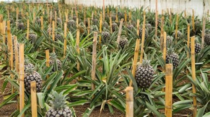 Do pineapples grow above or below ground?