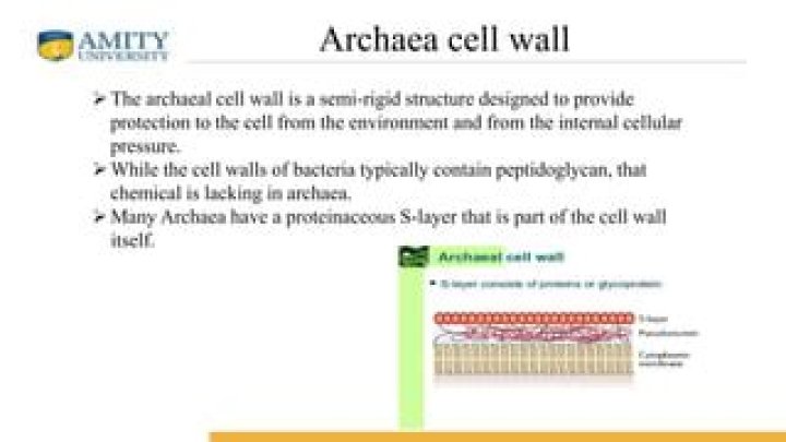 Does archaea have cell wall?