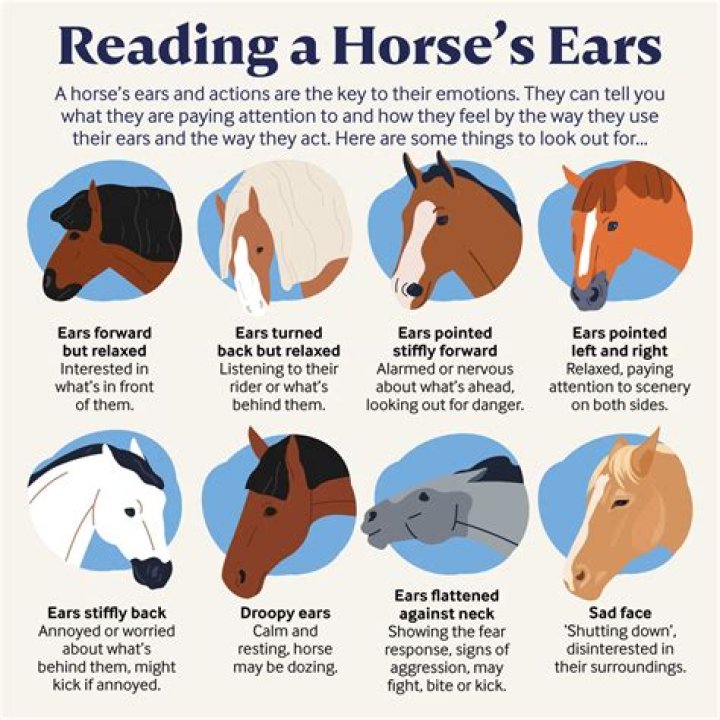 Does equine mean horse?