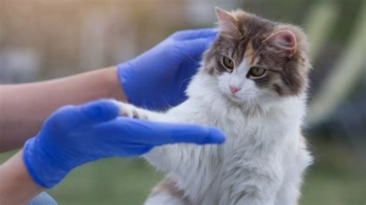 Does veterinary Have a Future?