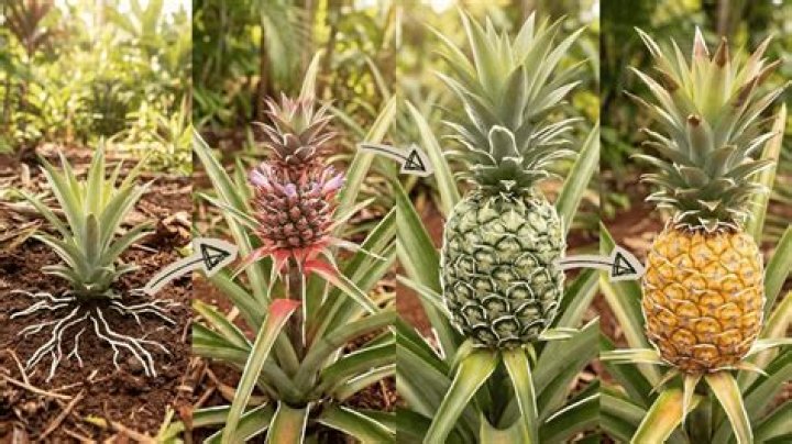 How are pineapple are grown?