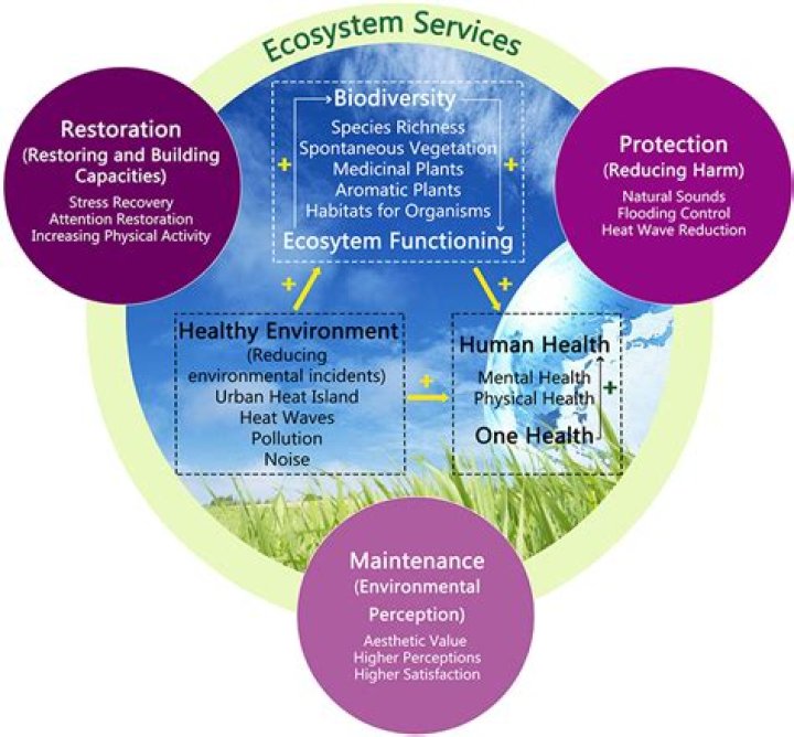How can a disease affect an ecosystem?
