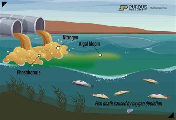 How can we prevent eutrophication in the ocean?