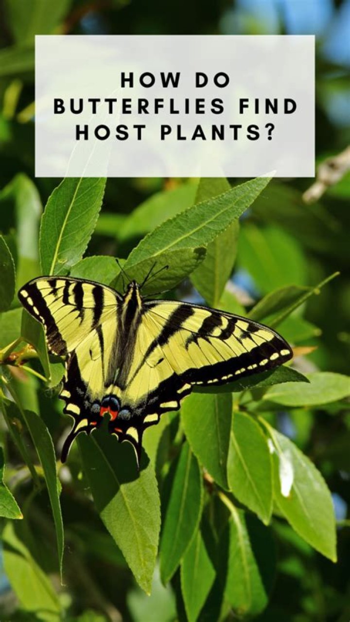 How do butterflies identify plants?