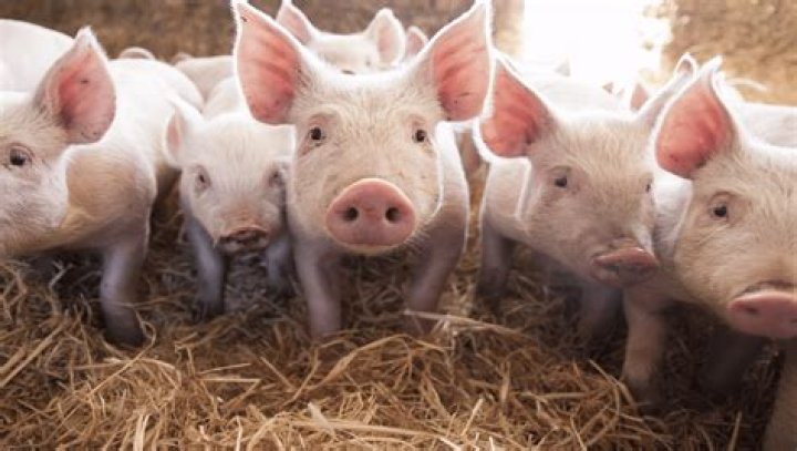 How do pigs walk?