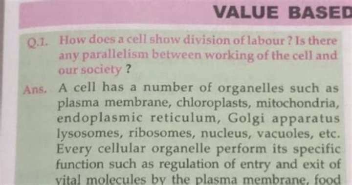 How does a cell show division of labour?