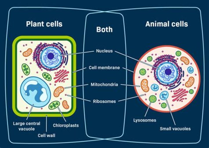 How does an animal cell relate to a school?