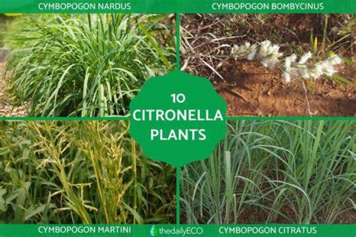 How is citronella oil made?