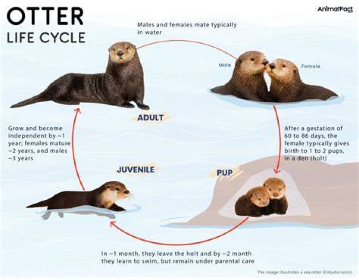 How long do otters raise their babies?