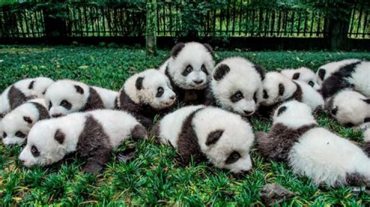 How many babies do pandas lay?