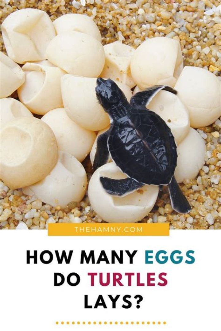 How many eggs do turtles lay at one time?