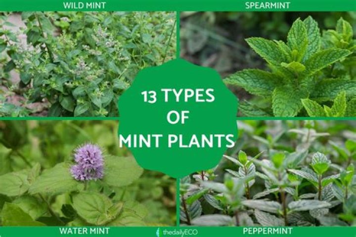 How many mint companies are there?