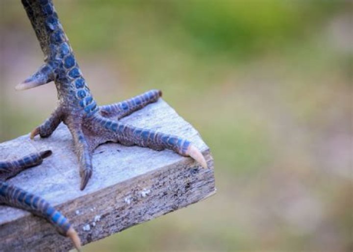 How many toes does a Blue bird have?