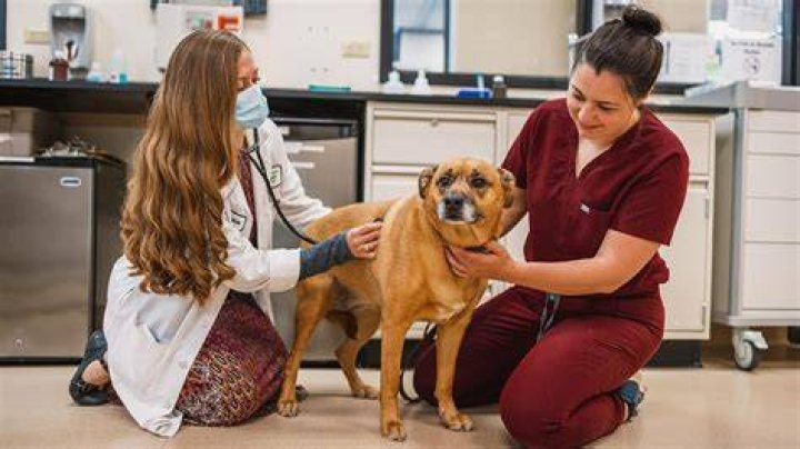 How much a vet makes in NYC?