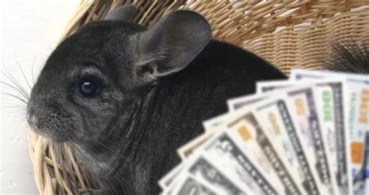 How much does a chinchilla cost 2020?