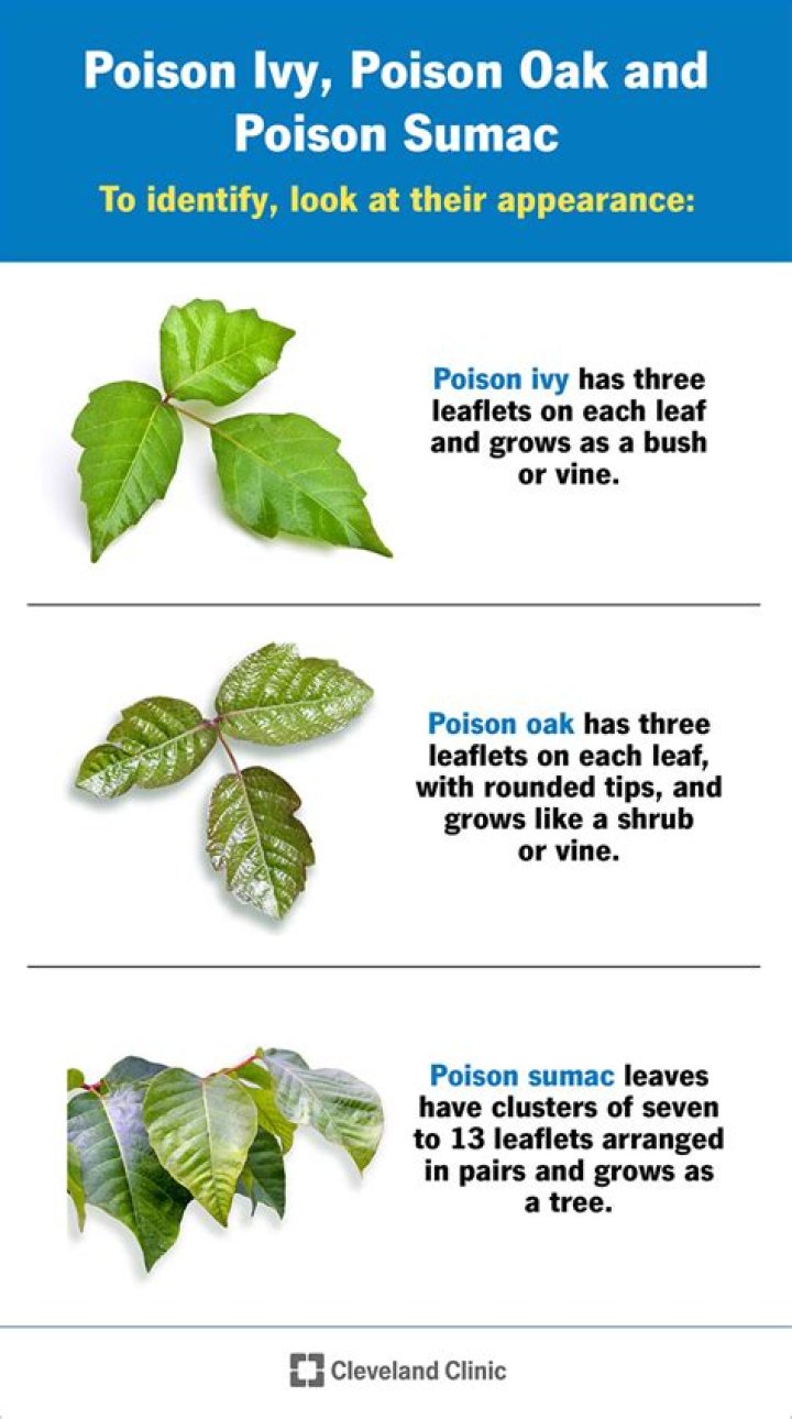 How much does poison cost in DND?