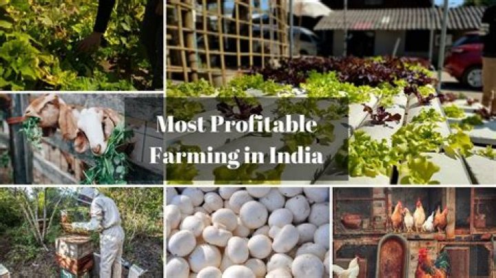 Is hen farming profitable?