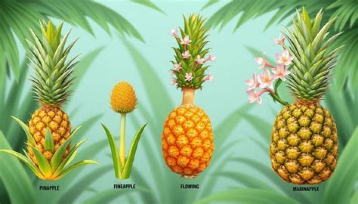 Is pineapple a drupe or berry?