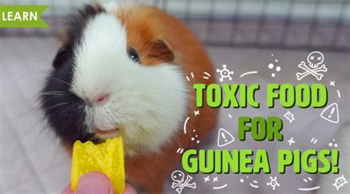 Is pineapple toxic to pigs?