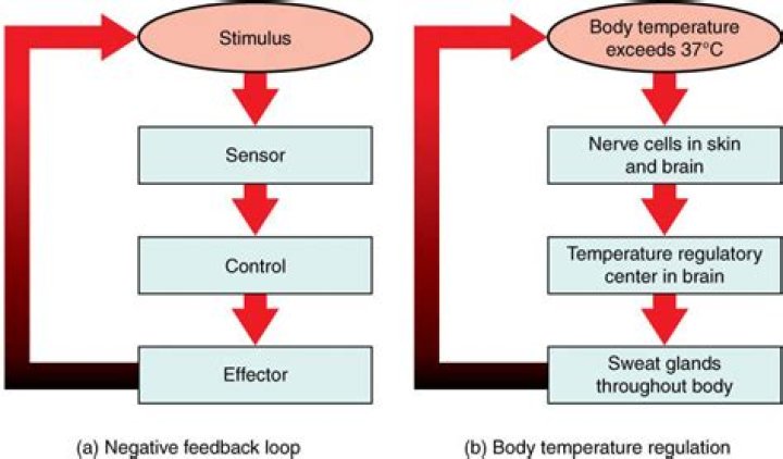 Is temperature regulation a negative feedback?