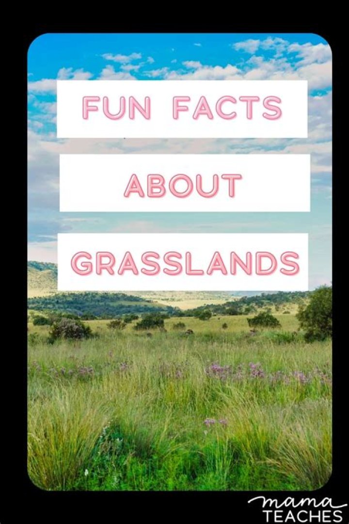What are interesting facts about grasslands?
