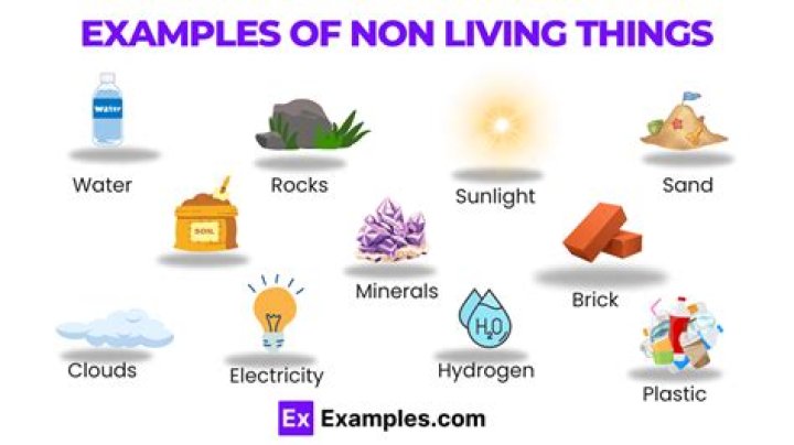 What are non examples examples?