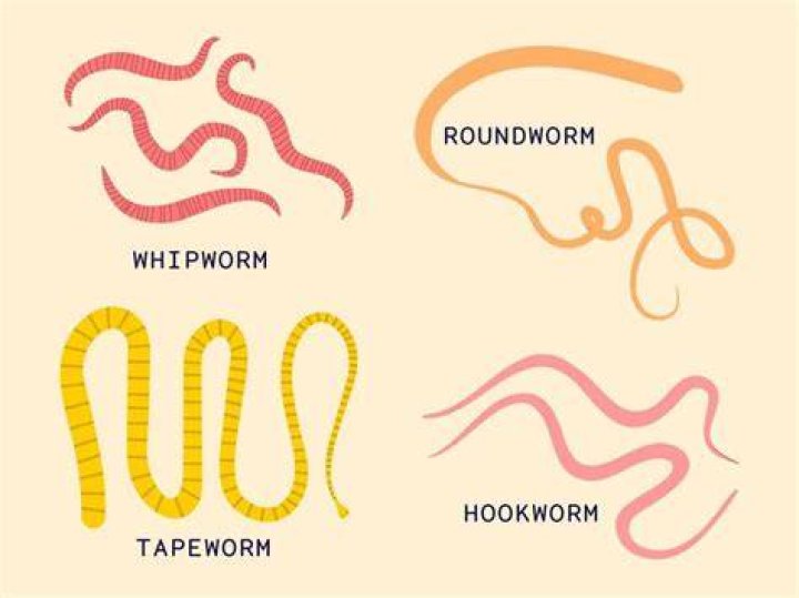 What are the 3 types worms?