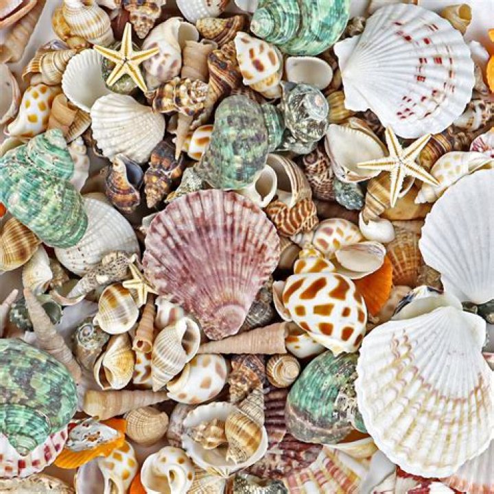 What are the 4 uses of seashells?