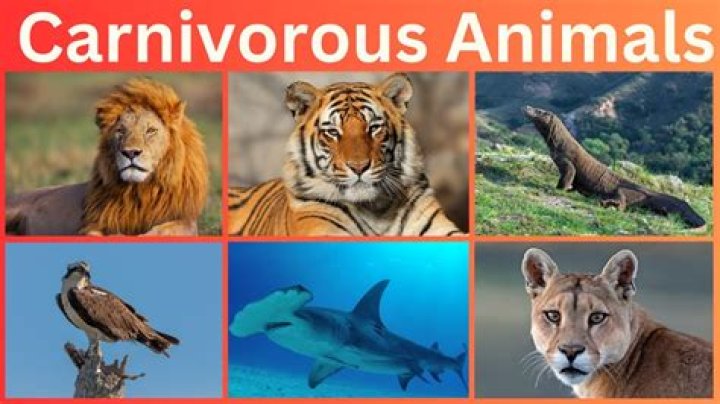 What are the 5 carnivores?