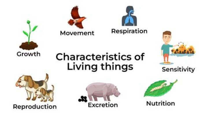 What are the 7 basic activities of living things?