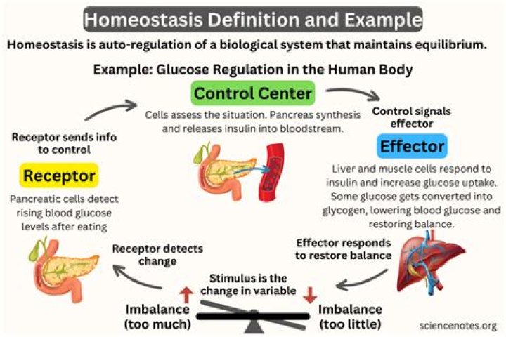 What are the feedback mechanisms that maintain homeostasis?
