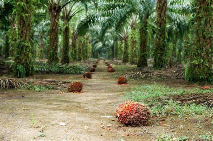 What are the impacts of palm oil plantations in Indonesia?
