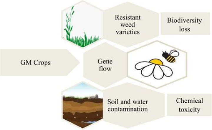What are the positive and negative effects of GMO?