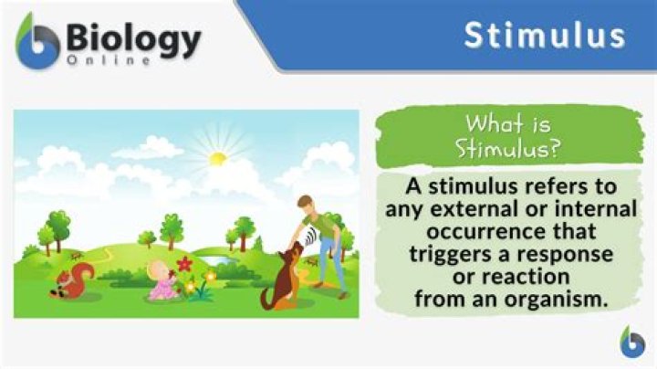 What are the stimulus packages?