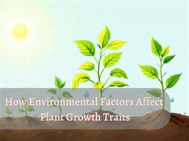 What are the three main factors that usually affect plant growth?