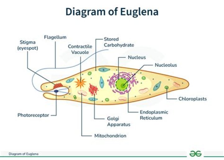 What are the two ways euglena move?