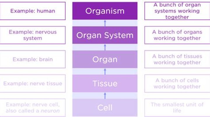 What are two or more organs working together called?