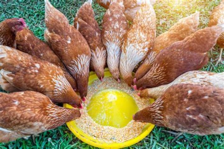 What can chickens do?