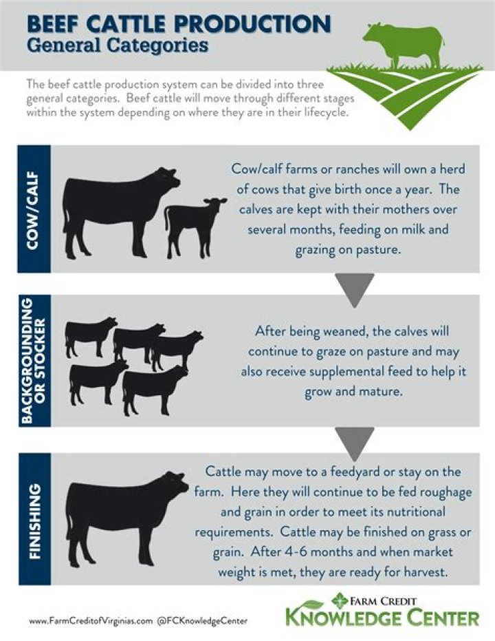 What caused the decline of the cattle business in the late 1800s?