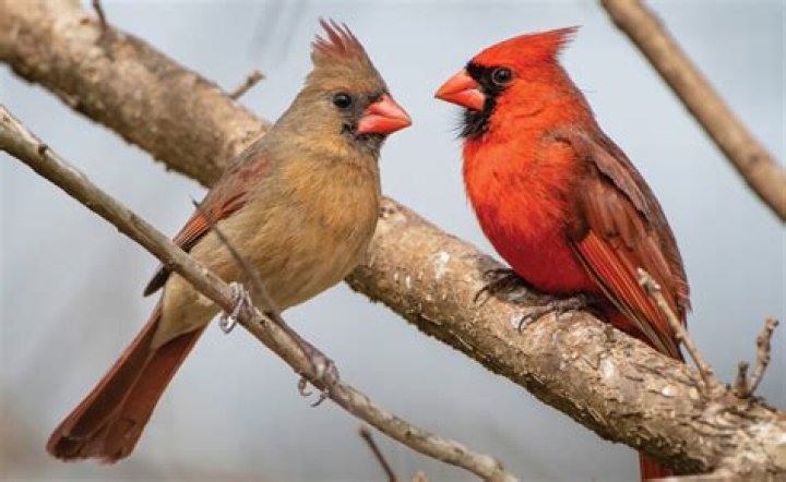 What Colour are female cardinals?