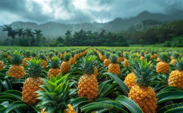 What do they call pineapple in Hawaii?
